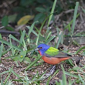 Painted Bunting, South Padre Island, Texas